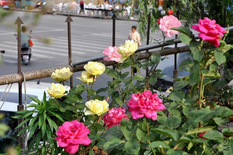 DSC_7680.jpg