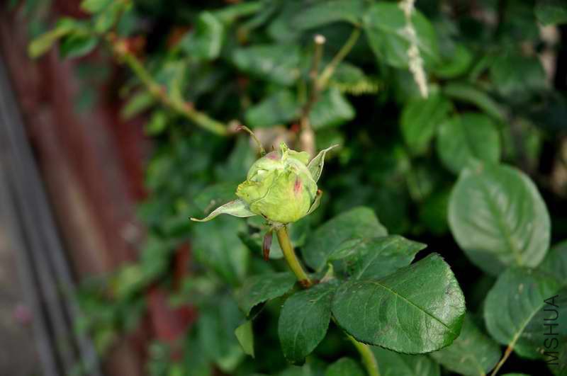 DSC_7687.jpg