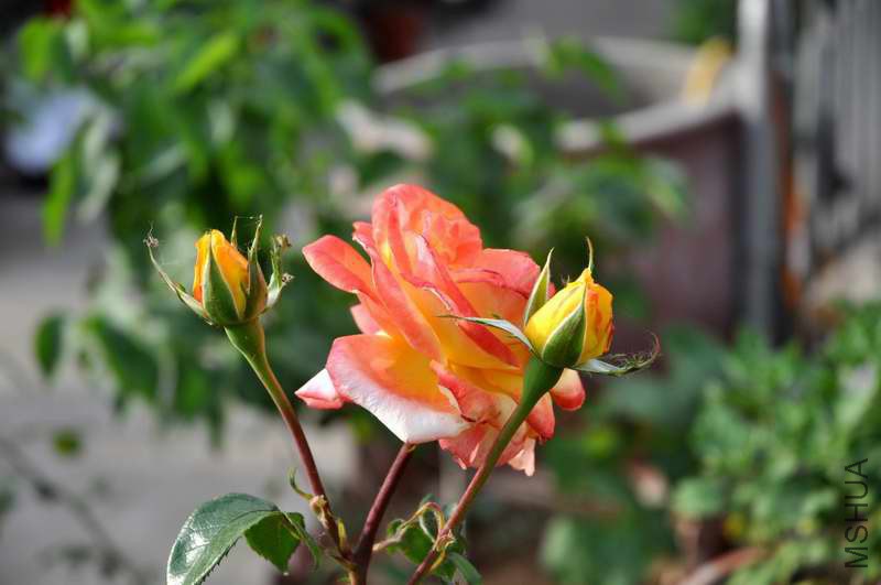 DSC_7692.jpg