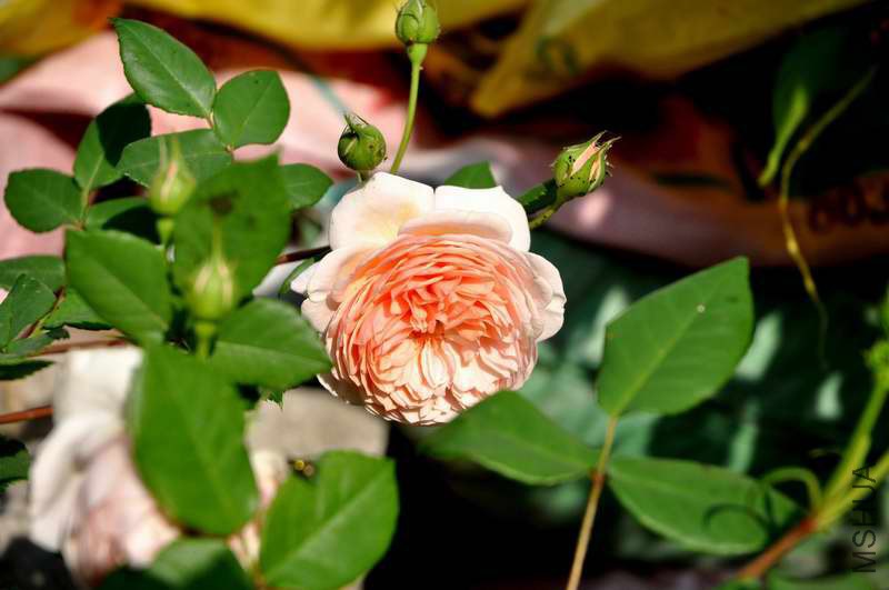 DSC_8083.jpg