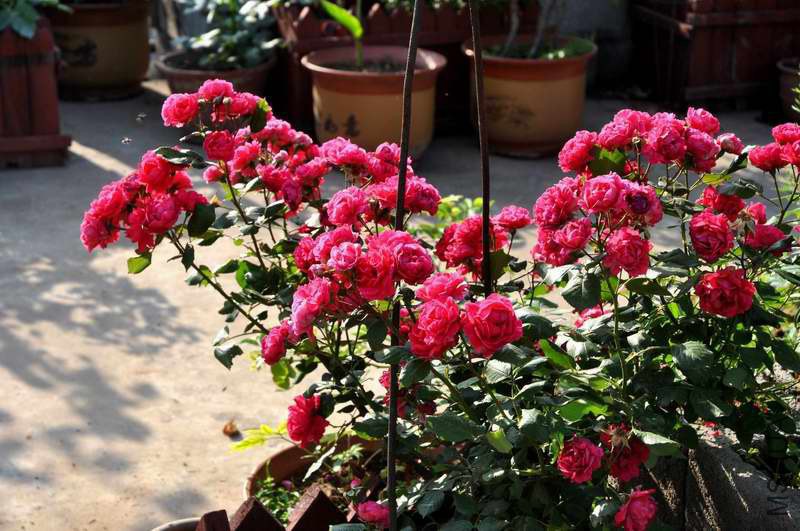 DSC_8085.jpg