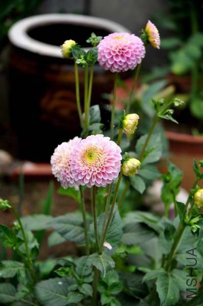 DSC_8331.jpg
