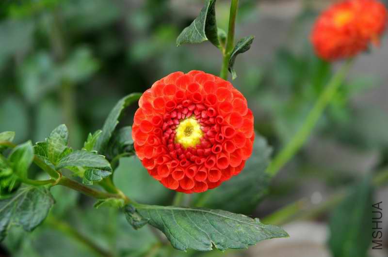 DSC_8337.jpg