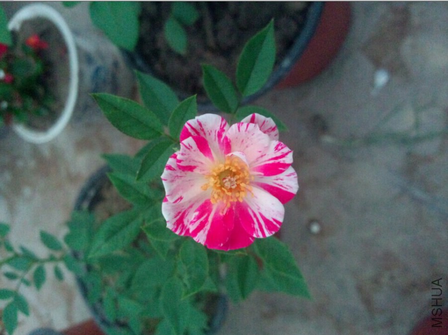 �ǲ���