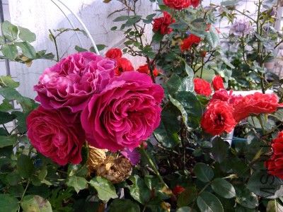 IMG_20140512_075253.jpg