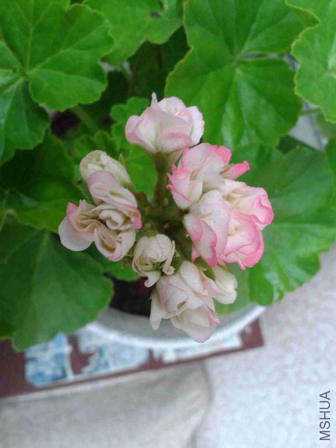 IMG_20140620_062118.jpg