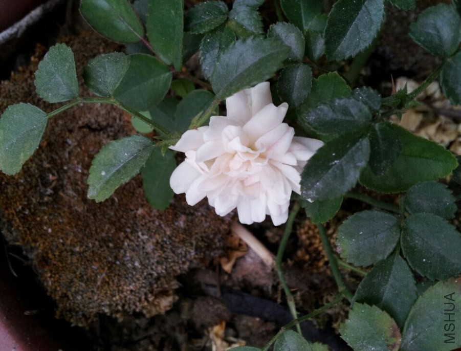 20140620135125.jpg
