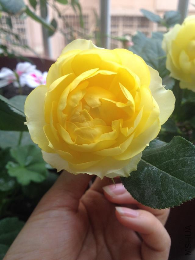 ��˿ȸ����