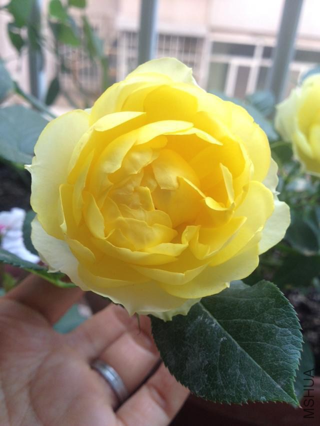 ��˿ȸ����