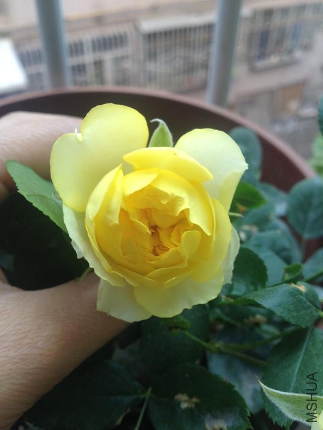 ��˿ȸ����