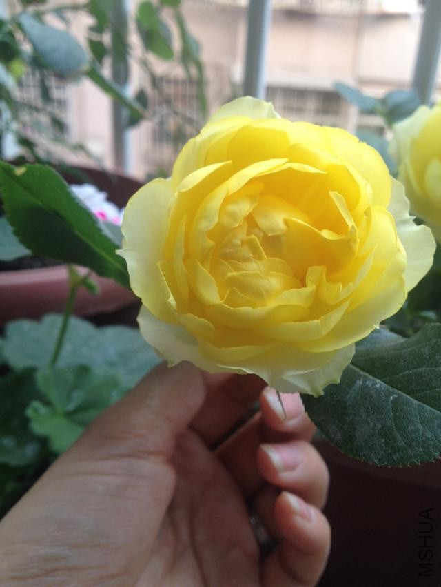 ��˿ȸ����