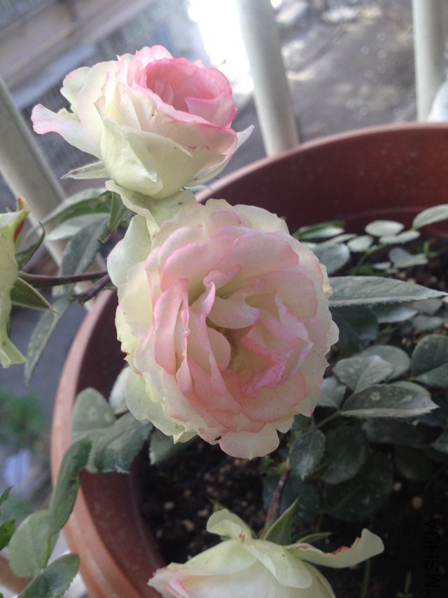 �ɰ������