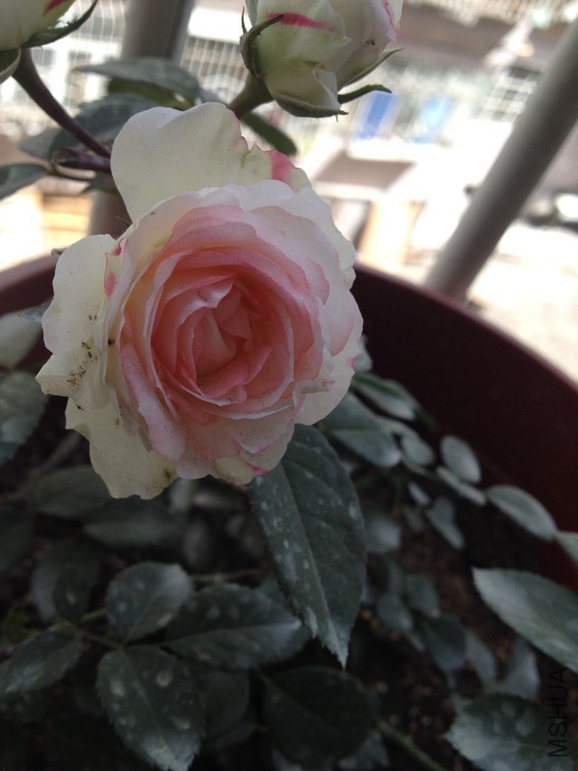 �ɰ������