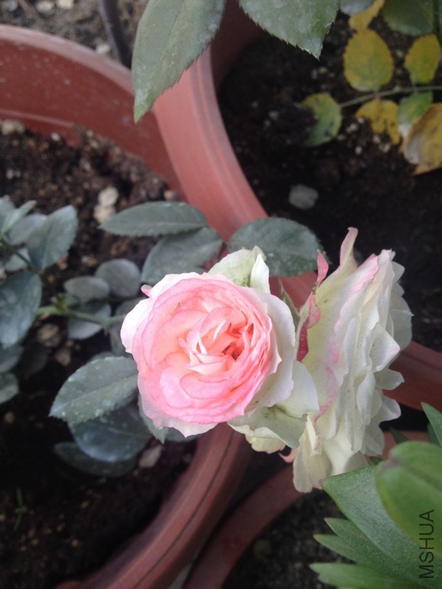 �ɰ������