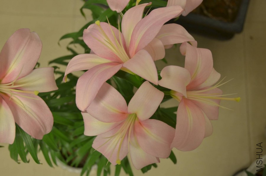 �����Ļ���