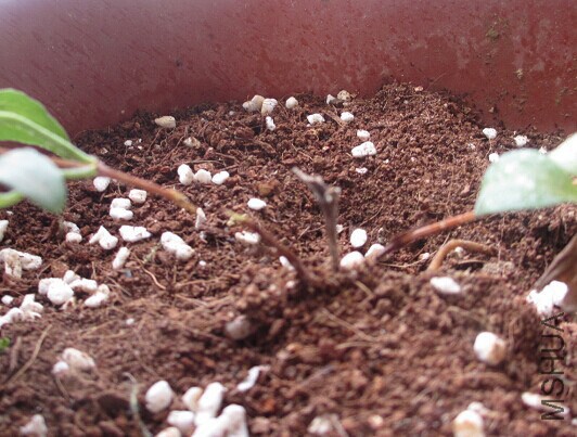 С����֦��ҧ��