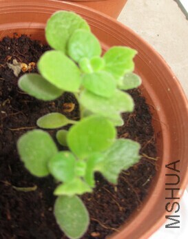 Ҷ���ֱ�ҧ�ø�С��