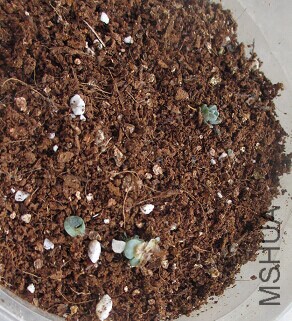 СС���ӳ�Ҳû�Ź�����������