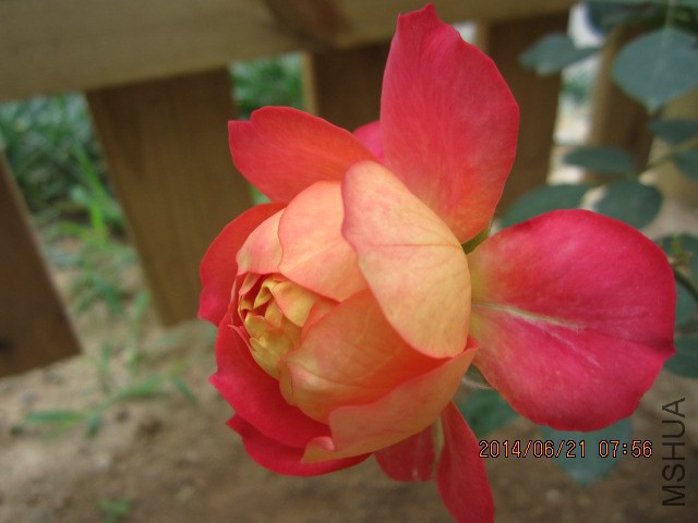 IMG_3378.JPG