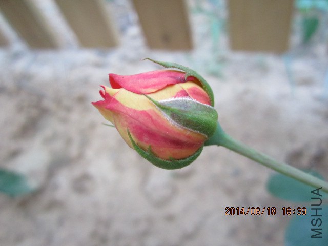 IMG_3281.JPG