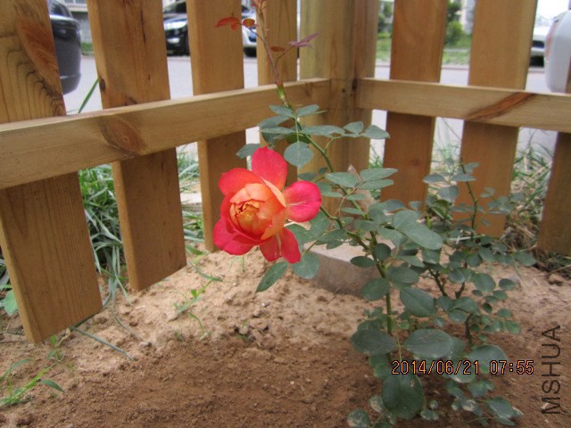 IMG_3375.JPG