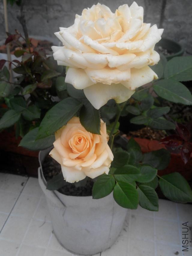 640-960.4b090b8c09ab1109d4bbc93d733a497ffb7a77a8.99edd2.jpg