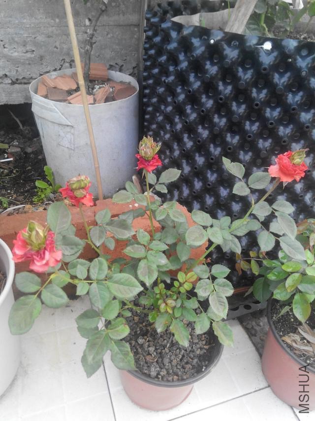 640-960.9518be13cb0b4fbf6340c01f8b6d6d9f7b18ccf8.a3d47f.jpg