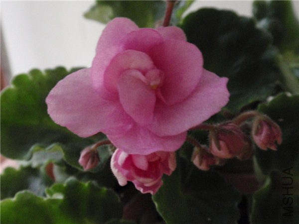 P6200004_����.jpg