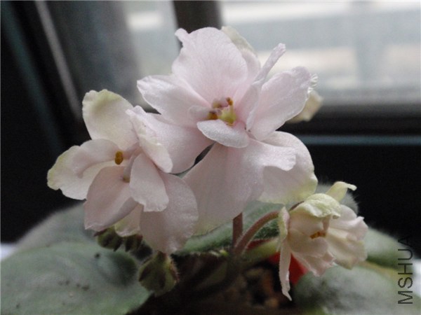 P6200009_����.jpg