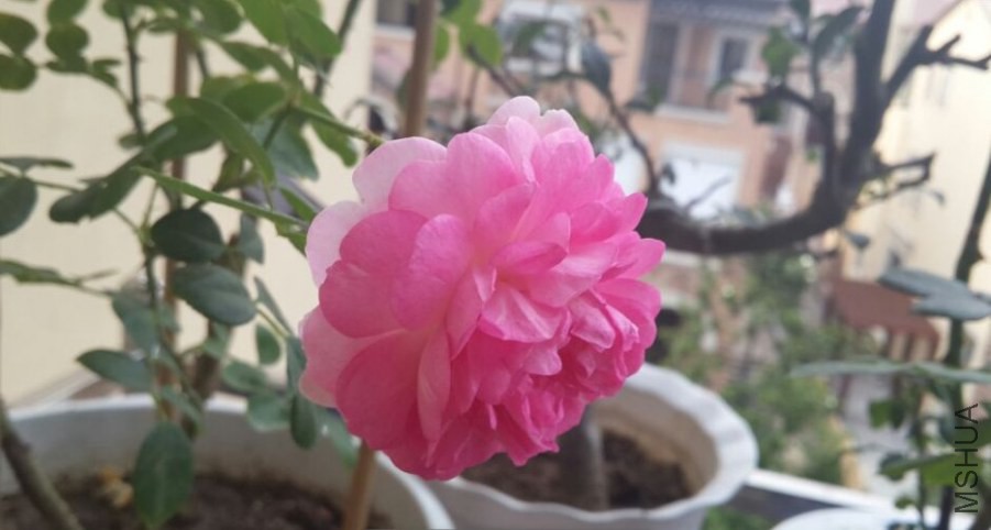 ��˹����