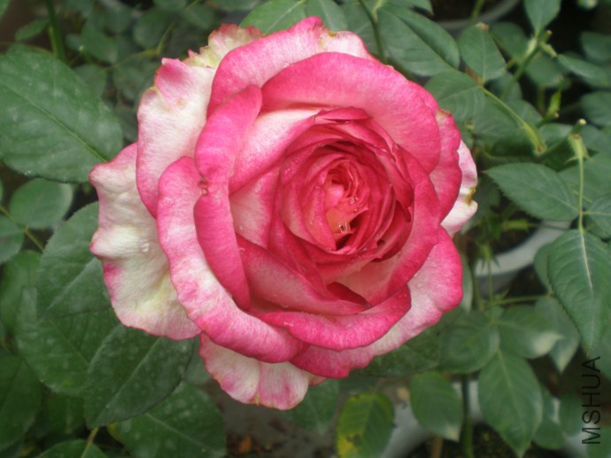87.JPG