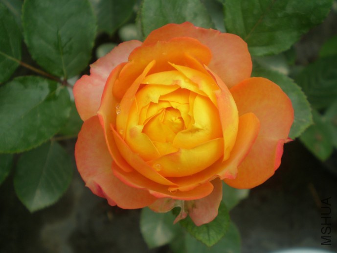 86.JPG