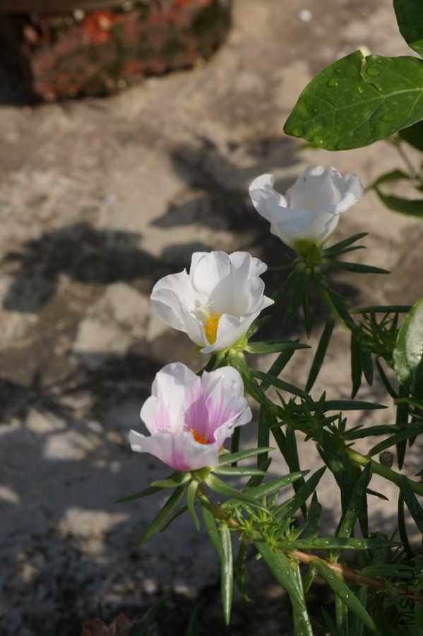 DSC01235.JPG