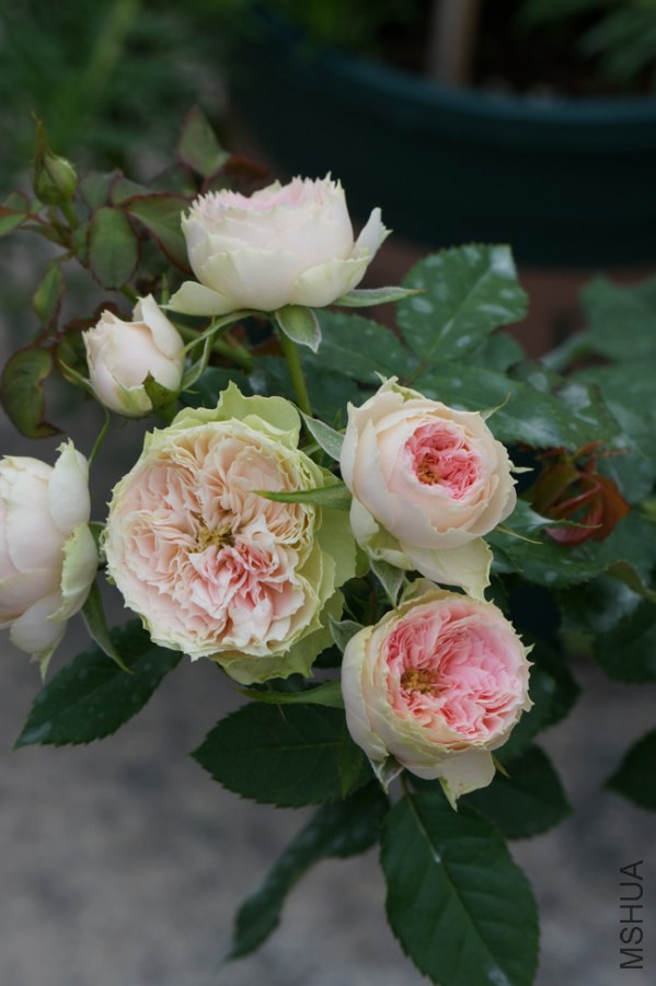 DSC02401.JPG