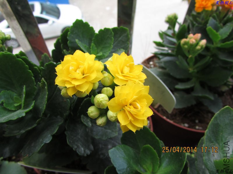 IMG_7303_nEO_IMG.jpg