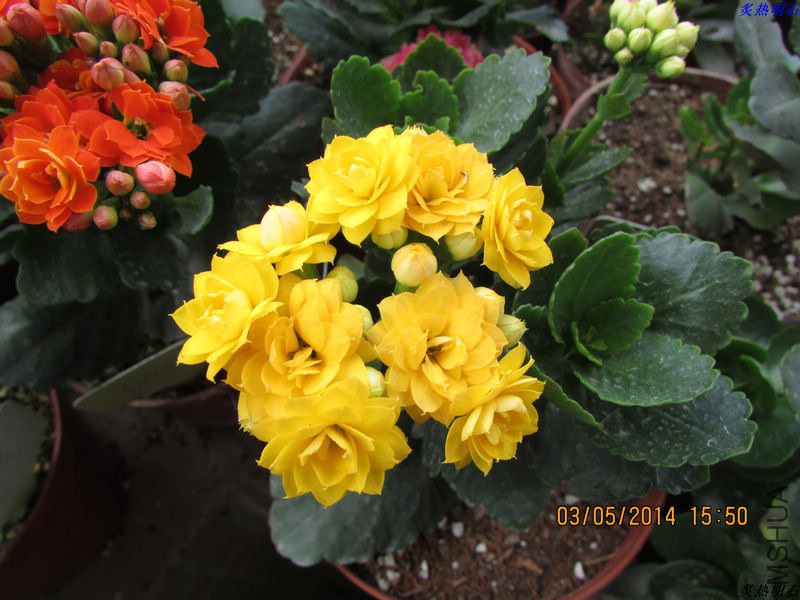 IMG_7624_nEO_IMG.jpg