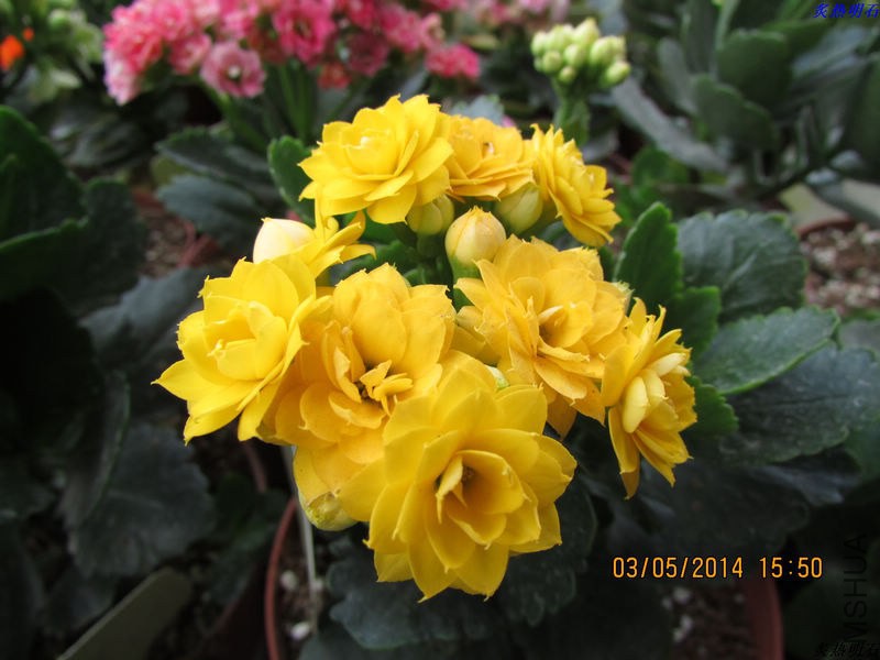 IMG_7626_nEO_IMG.jpg