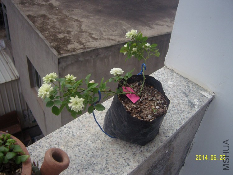 SNC16315.jpg