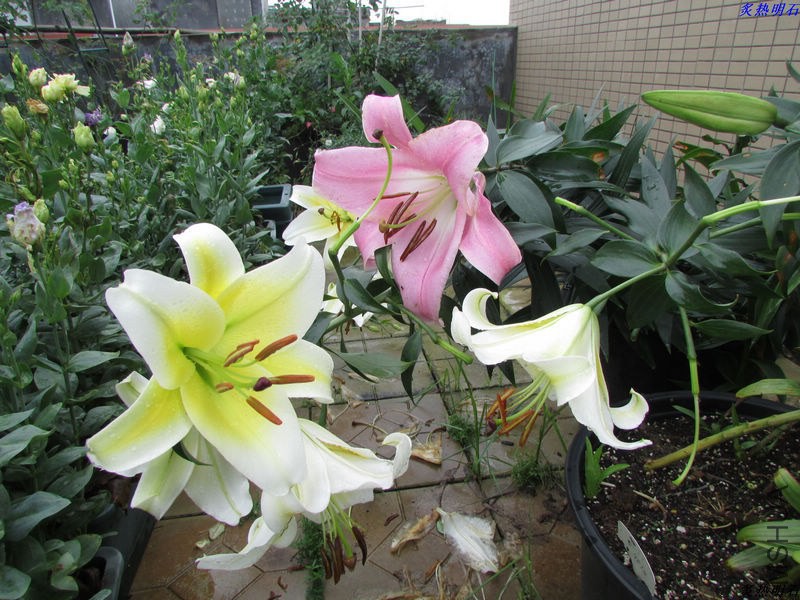 IMG_8001_nEO_IMG.jpg