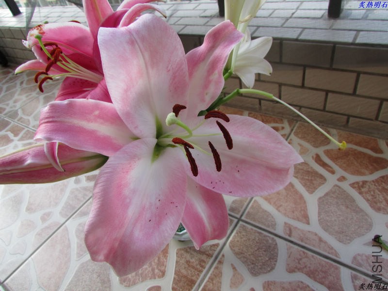 IMG_8125_nEO_IMG.jpg