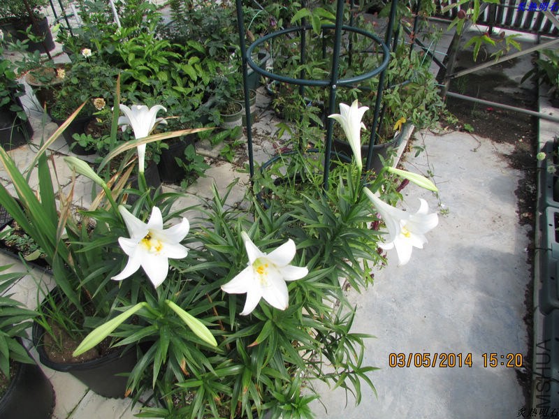 IMG_7546_nEO_IMG.jpg