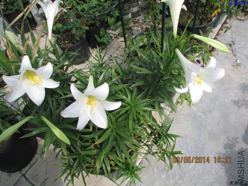 IMG_7549_nEO_IMG.jpg