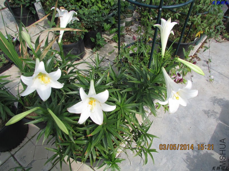IMG_7550_nEO_IMG.jpg