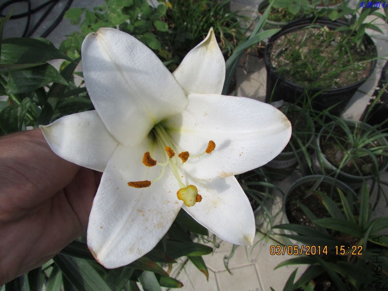 IMG_7551_nEO_IMG.jpg