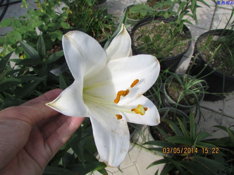 IMG_7552_nEO_IMG.jpg