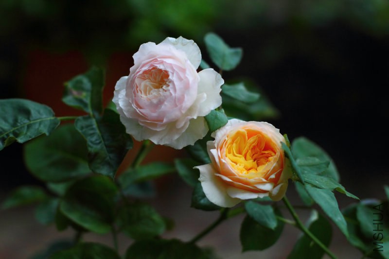 201159d4ohharjgzoda2rd.jpg
