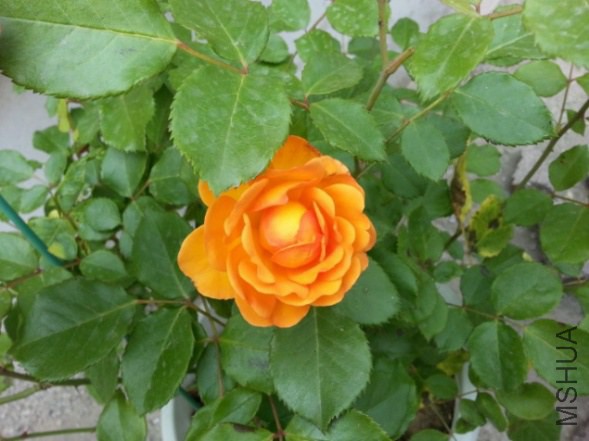 IMG_20140622_200537.jpg