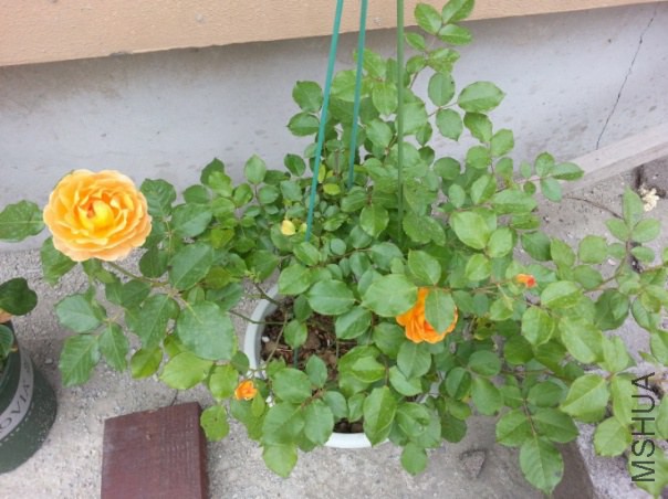 IMG_20140622_200612.jpg