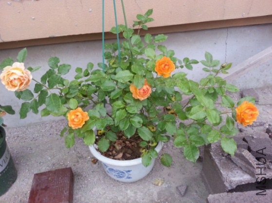 IMG_20140622_200655.jpg