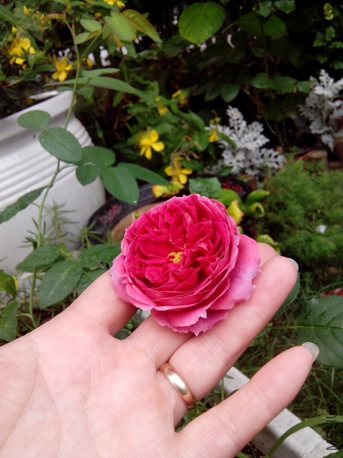 IMG_20140605_075120.jpg